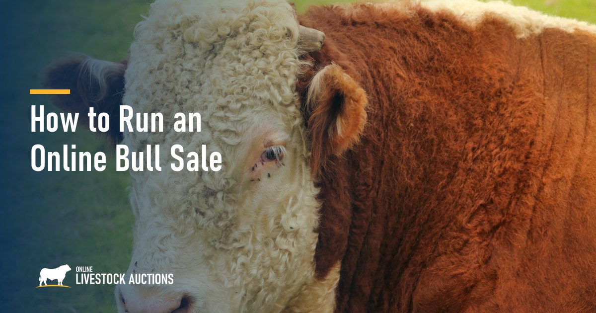 How to Run an Online Bull Sale