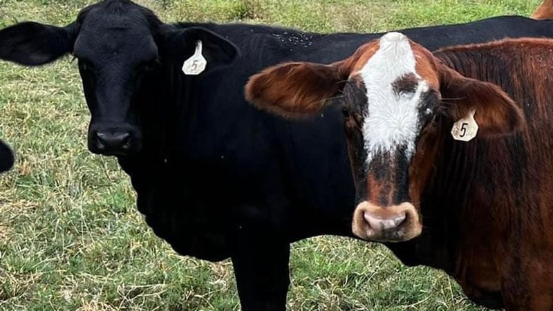 The Cattlemen's Connection cattle