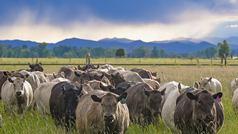 Stillwater Murray Greys cattle